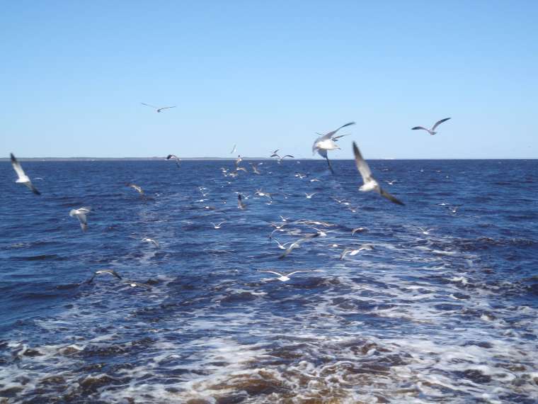 A following of seagulls