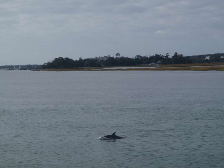 Dolphins enroute