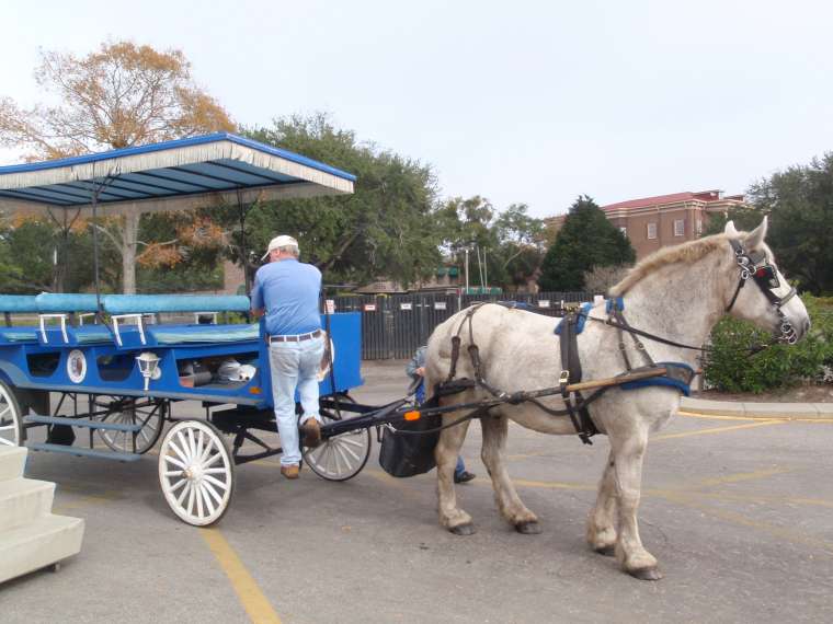 Horse drawn carriage tour