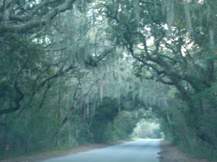 Overhanging spanish moss on the live oaks