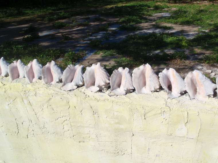 Conch shells used for decoration
