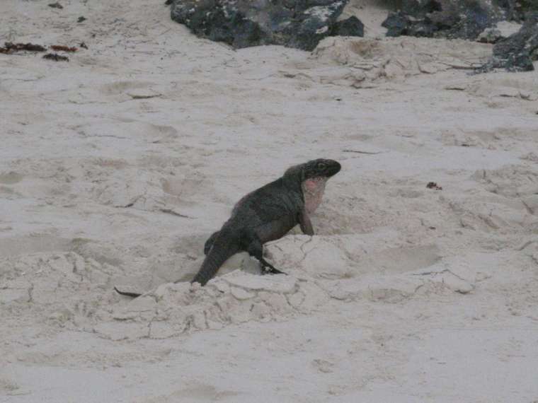 Iguanas on Leaf Island, Allen's Cay