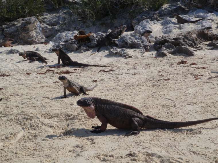 More iguanas
