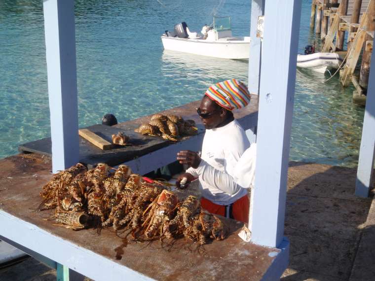 Fresh lobster catch at Little Farmers Cay